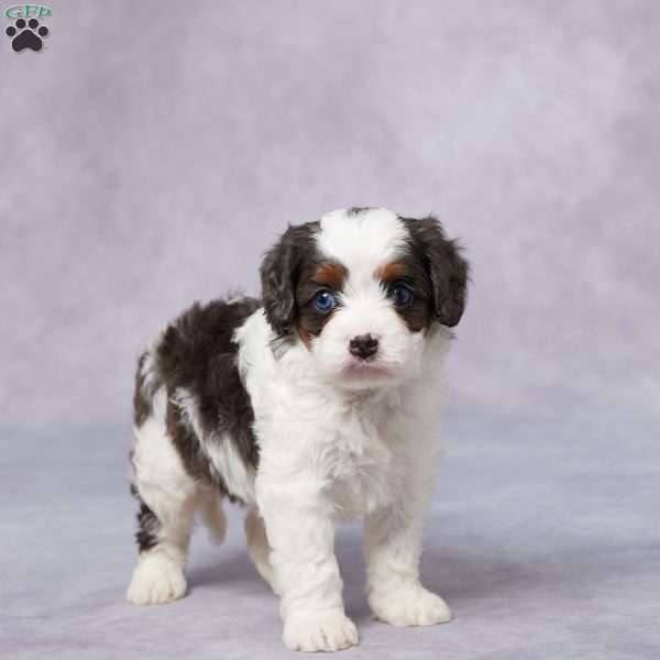 Flip, Cavapoo Puppy